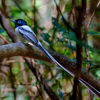 Madagascar Paradise-Flycatcher